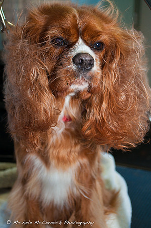 Brandi Gets Groomed