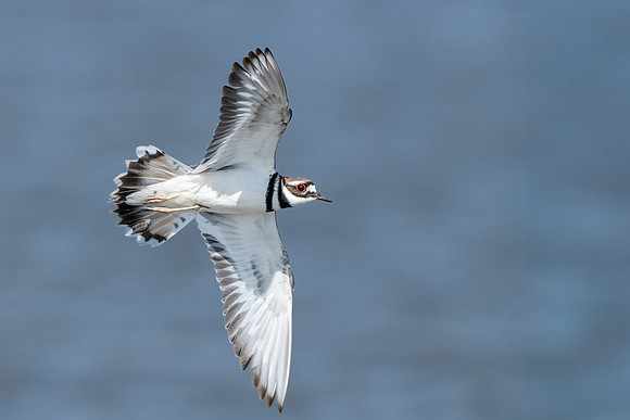 Killdeer