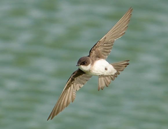 Tree Swallow