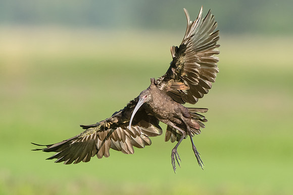 White-faced Ibis