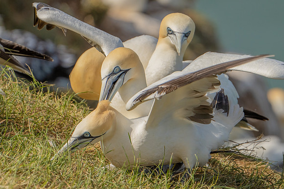 Mating Gannets