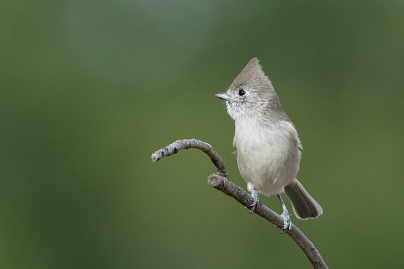 Oak Titmouse