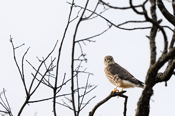 Merlin