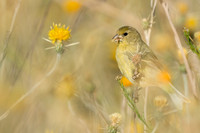 Lesser Goldfinch