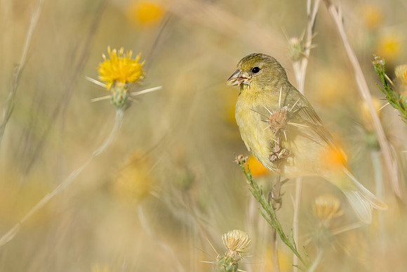 Lesser Goldfinch