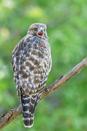 Red-shouldered Hawk