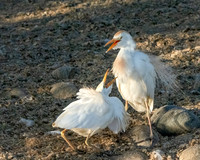 Western Cattle Egret