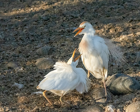 Western Cattle Egret