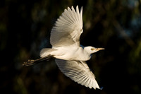 Cattle Egret BIF