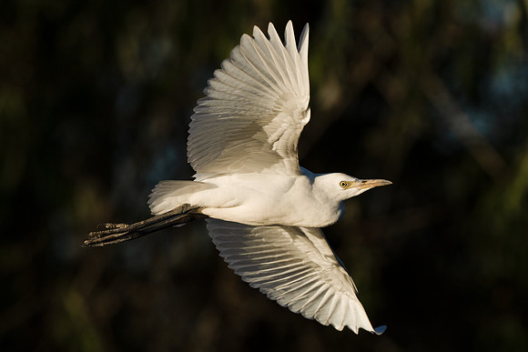 Cattle Egret BIF
