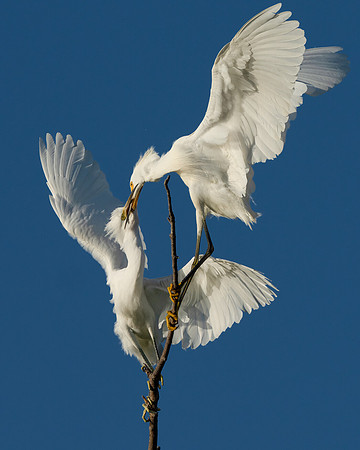 Snowy Egret