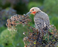 Northern Flicker