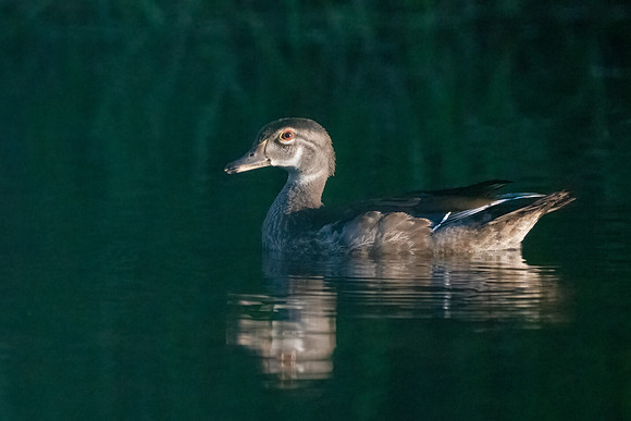 Wood Duck