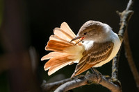 Ash-throated Flycatcher