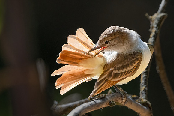 Ash-throated Flycatcher