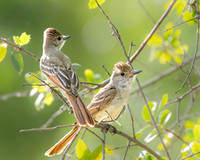 Ash-throated Flycatcher Pair