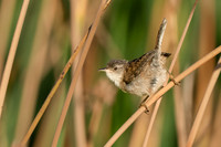 Marsh Wren
