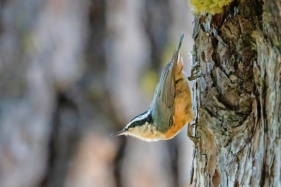 Red-breasted Nuthatch