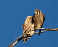 American Kestrel