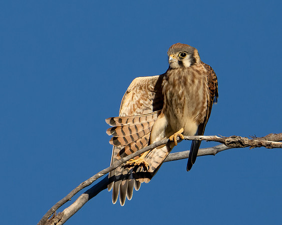 American Kestrel
