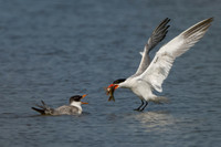 Caspian Tern