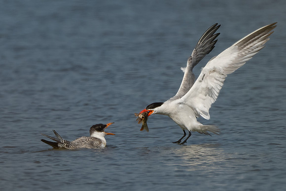 Caspian Tern