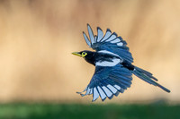 Yellow-billed Magpie