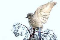 Western Bluebird