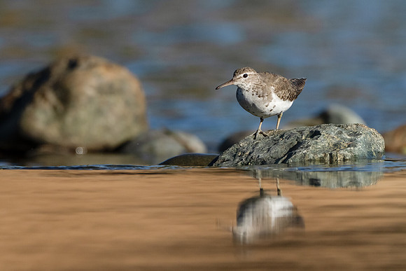 Spotted Sandpiper