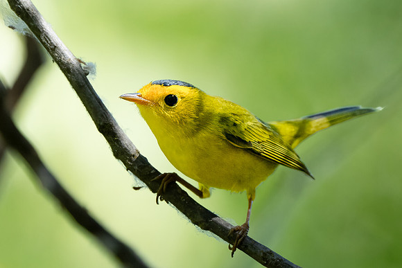 Wilson's Warbler