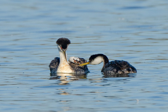 Western Grebes