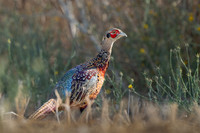 Ring-necked Pheasant