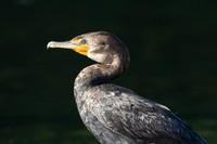 Double-crested Cormorant