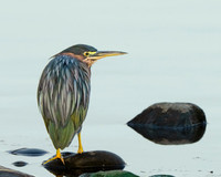 Green Heron