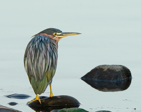 Green Heron