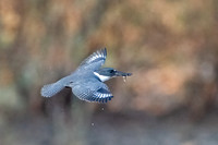 Belted Kingfisher
