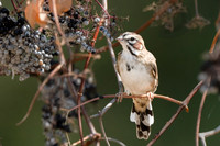 Lark Sparrow
