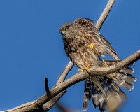 Merlin