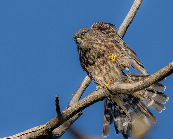 Merlin