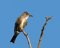 Olive-sided Flycatcher