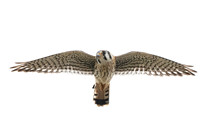 American Kestrel