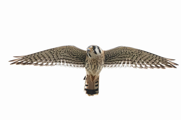 American Kestrel