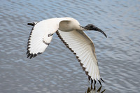 African Sacred Ibis