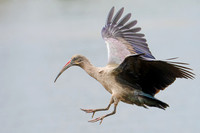 Hadada Ibis