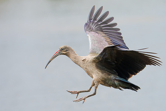 Hadada Ibis