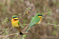 Little Bee-eaters