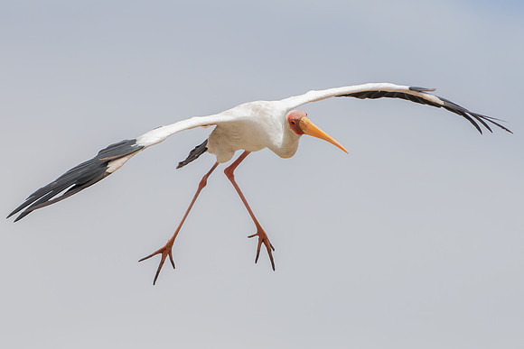 Yellow-billed Stork