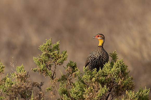 Yellow-necked Spurfowl