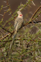 Blue-naped Mousebird