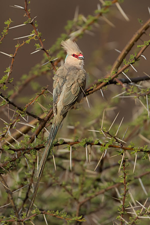 Blue-naped Mousebird